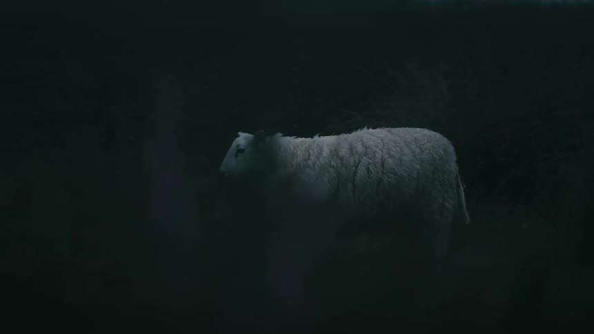 A lone sheep slowly walks through a dark and foggy field before disappearing into the gloom