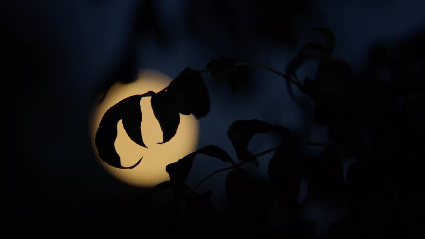 A bright full moon glows in the dark night sky, partially obscured by the silhouette of plant leaves in the foreground