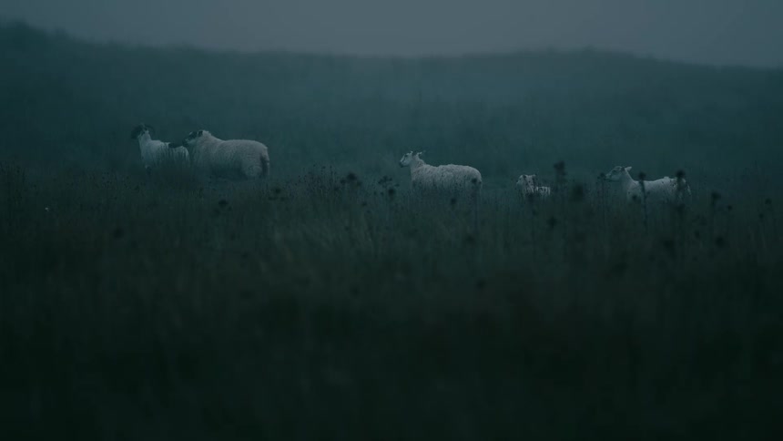A flock of sheep and lambs stand still in a dark and foggy field at dusk