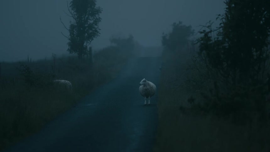 A lone sheep stands in the middle of a deserted country lane, shrouded in thick and mysterious fog at dusk
