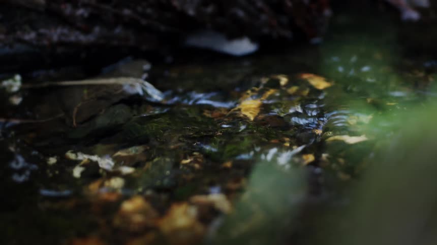 A tranquil close-up of a small forest stream flowing gently over mossy rocks and leaves
