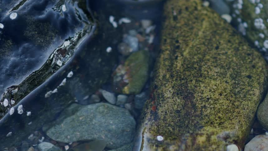 A tranquil, close-up view of a tide pool reveals small fish and a crab moving among the rocks beneath the clear, rippling water