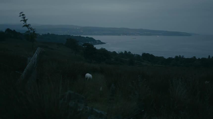 A lone sheep grazes peacefully in a dark field at dusk overlooking a coastal town across the water