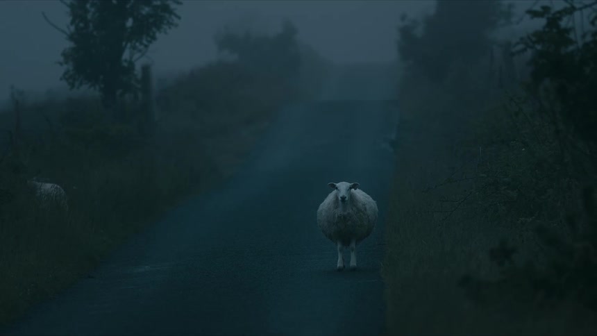A lone sheep stands in the middle of a dark and foggy country road before slowly walking off into the grass
