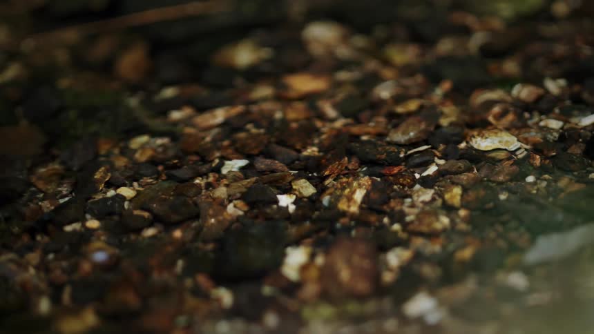 A tiny crab walks across the rocky bed of a clear stream