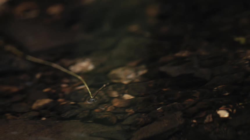 A single plant stem breaks the surface of a calm, clear creek, creating gentle ripples in the tranquil water