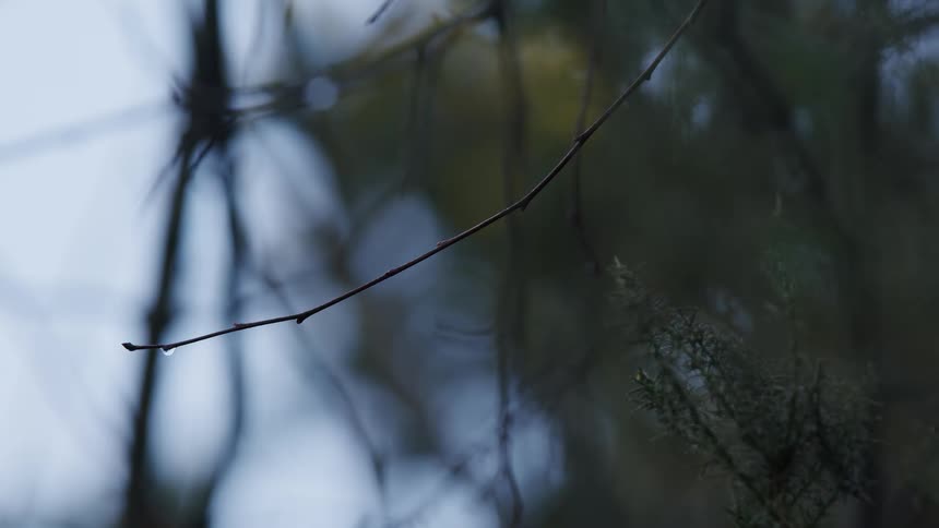 An atmospheric close-up of a single water droplet hanging precariously from a bare twig in a forest