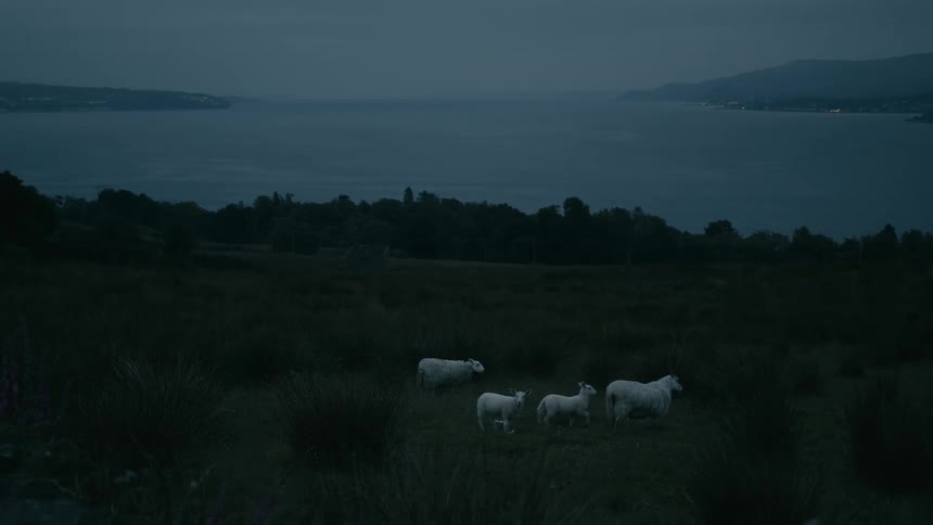 A family of sheep with lambs graze peacefully on a dark hillside pasture overlooking a large loch at dusk