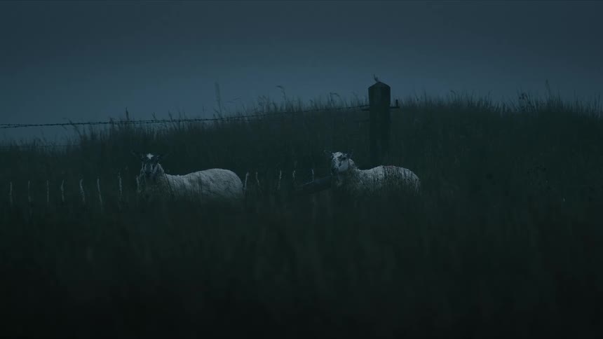Two sheep stand still in a grassy field by a fence post on a dark and moody evening