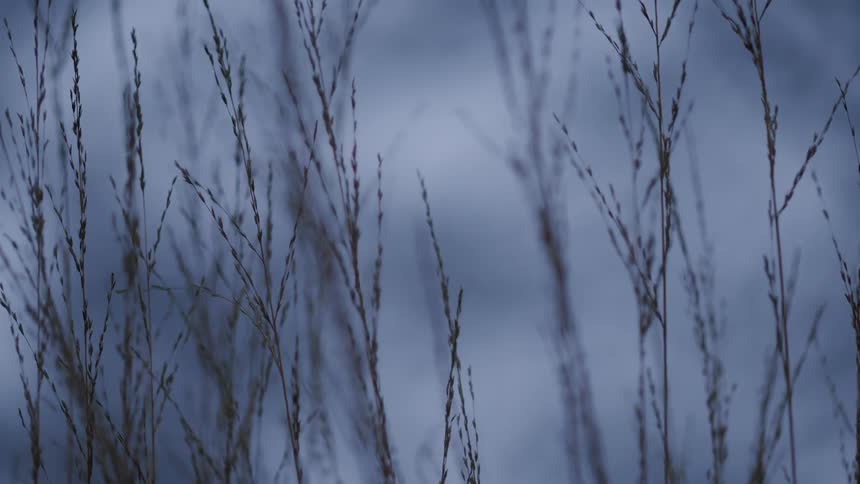 Close up of dry grass stalks swaying gently in the breeze against a soft blue background