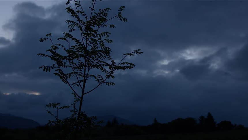 A small tree is silhouetted against a dramatic and moody dark blue sky at twilight