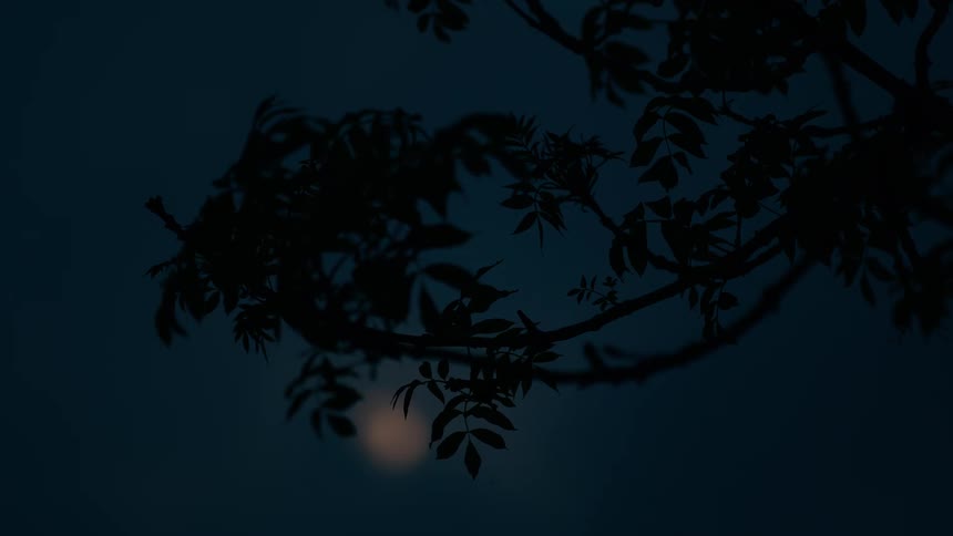 Tree branches are silhouetted against the dark blue night sky with a full moon softly glowing in the background