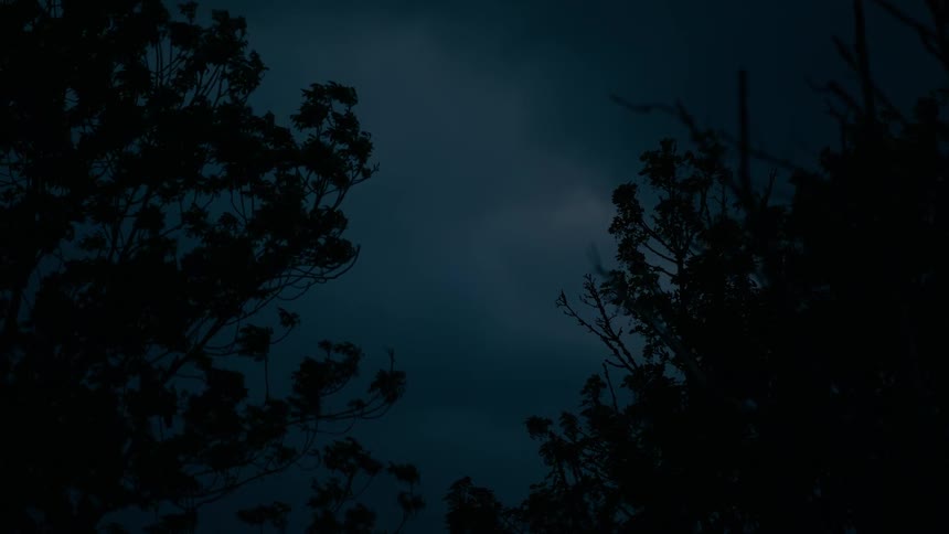 Silhouetted trees frame the dark, cloudy night sky as the wind blows