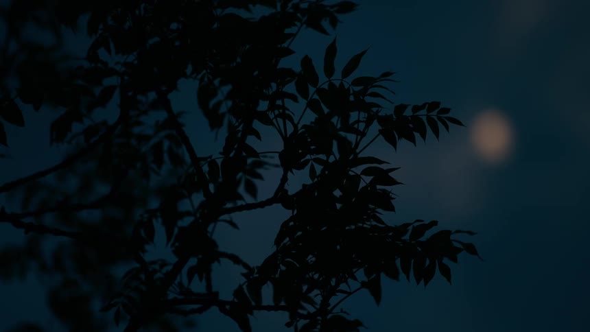 A silhouetted tree branch with leaves gently sways in the breeze against a dark blue night sky with a soft-focused moon