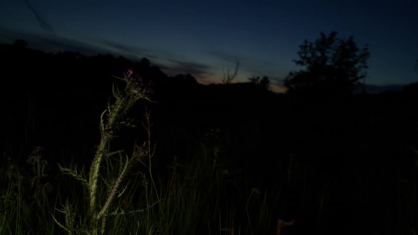 A single thistle plant is faintly illuminated in a dark, grassy field at twilight
