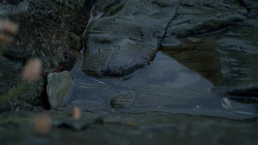 Gentle raindrops create ripples in a small pool of water collected on a dark, mossy rock