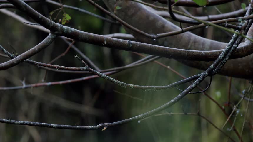 A close-up of tangled, wet tree branches with raindrops during a gentle rain in a forest