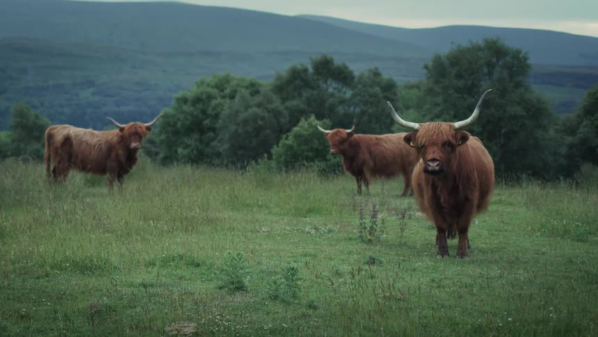 Three majestic Highland cattle stand peacefully in a lush green pasture in the Scottish Highlands