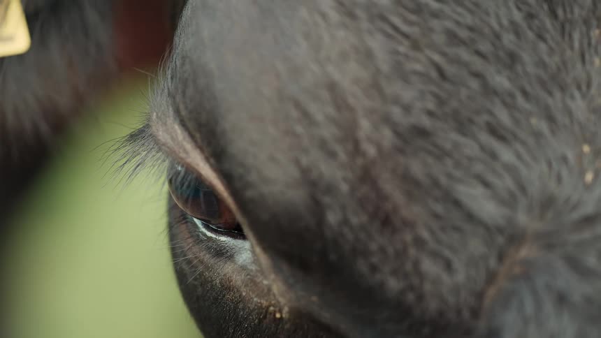 An extreme close-up shot slowly pans from a black cow's eye across its dark fur