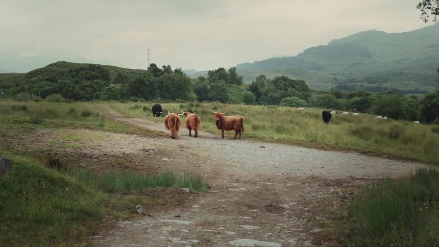 Three Highland cows walk down a rustic path through a lush green meadow in the Scottish Highlands