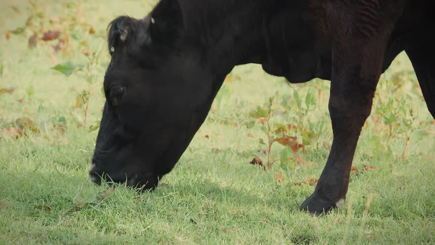 Close up of a black cow eating fresh green grass in a sunny field