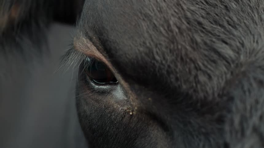 An extreme close-up shot of a black cow's dark, soulful eye, with a yellow ear tag visible