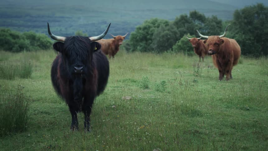 A black Highland cow looks into the camera while standing in a lush green Scottish pasture with its herd in the background