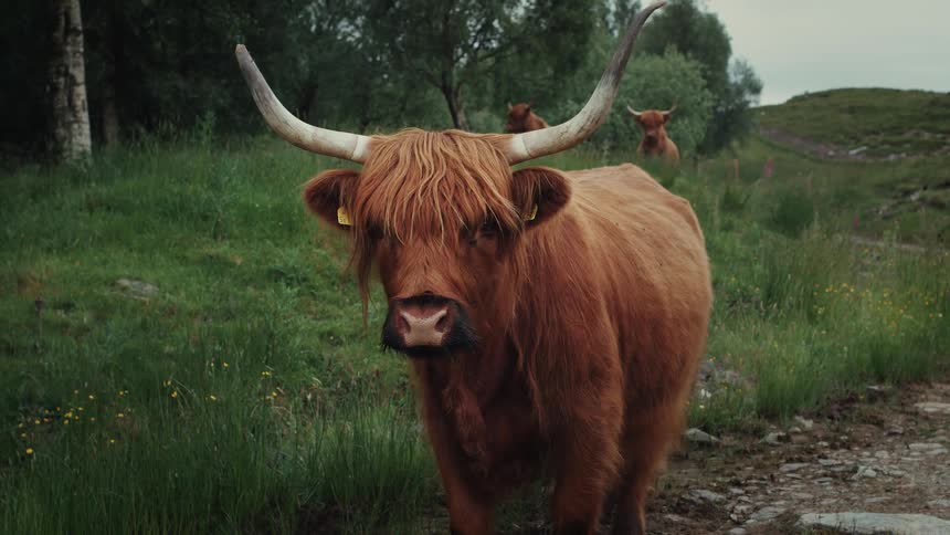A majestic Highland cow with long brown hair and large horns stands in a lush green field in the Scottish countryside