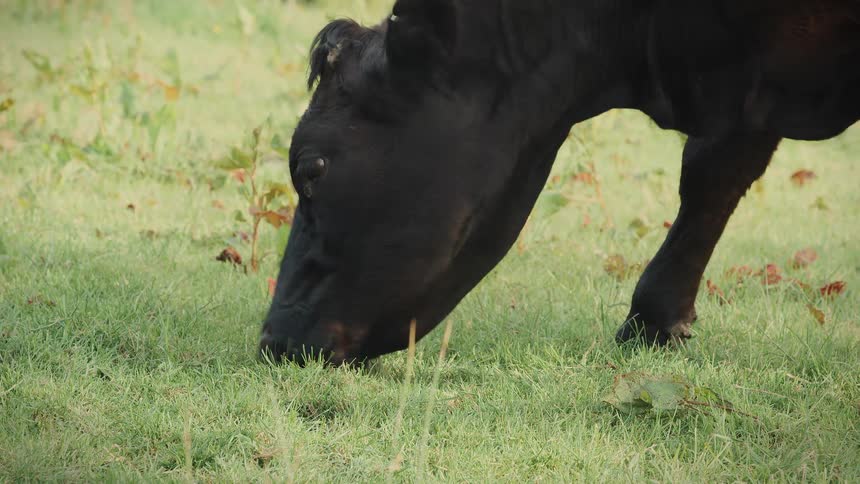 A close-up side view of a black cow peacefully grazing in a lush green pasture on a farm