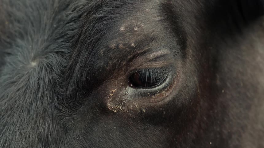 A cinematic extreme close-up of a black cow's eye blinking, with a slow zoom out to reveal its face