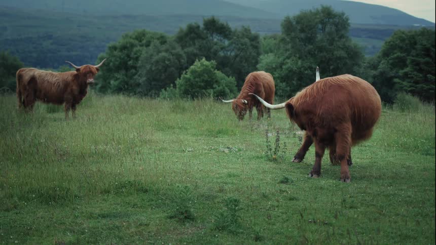 Three shaggy brown Highland cows stand peacefully in a lush green pasture in the Scottish Highlands