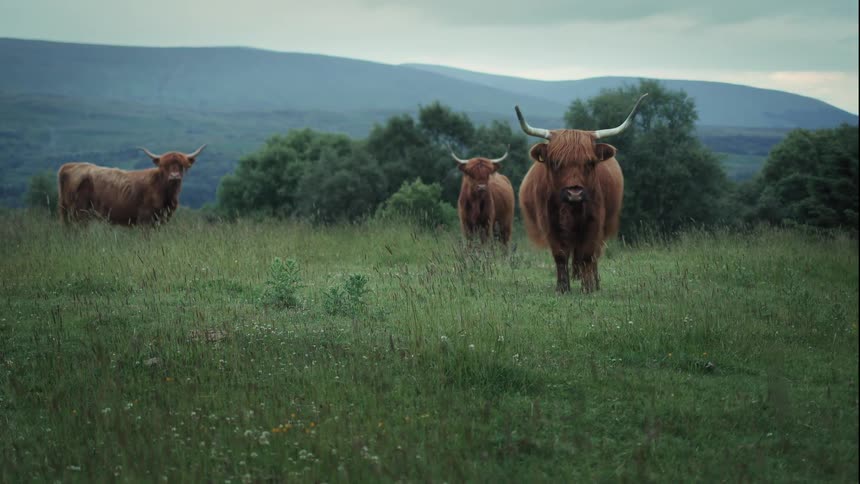 Majestic Highland cows with long brown fur stand peacefully in a verdant meadow against a backdrop of rolling Scottish hills