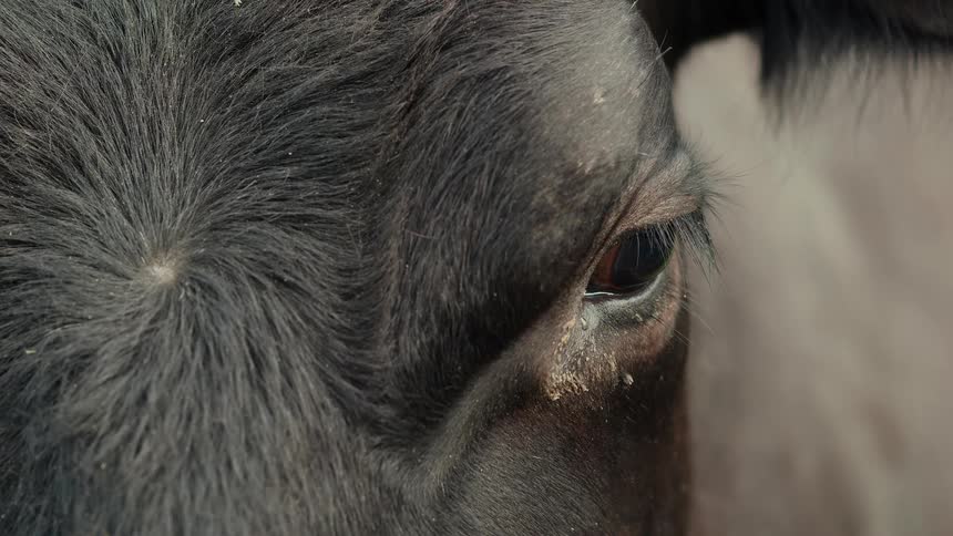 A detailed close-up shot captures the dark, reflective eye of a black cow as it slowly blinks