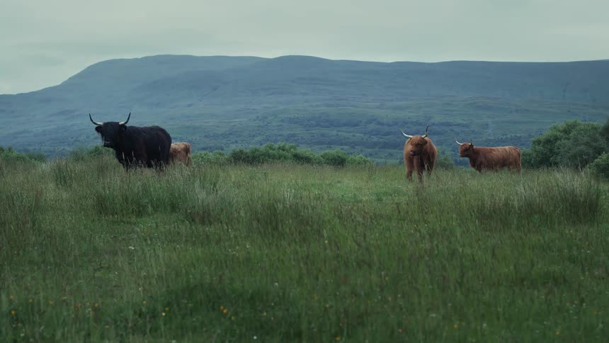 A family of black and brown Highland cattle stand together in a lush green pasture in the Scottish Highlands