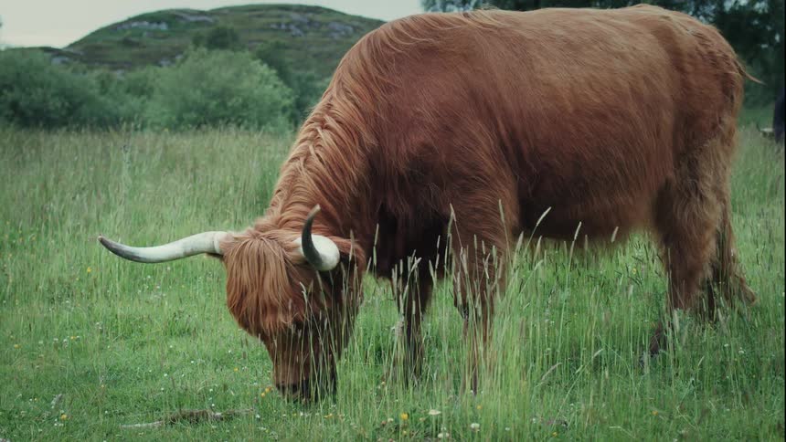 A majestic Highland cow with long brown hair and horns peacefully grazes in a lush green meadow