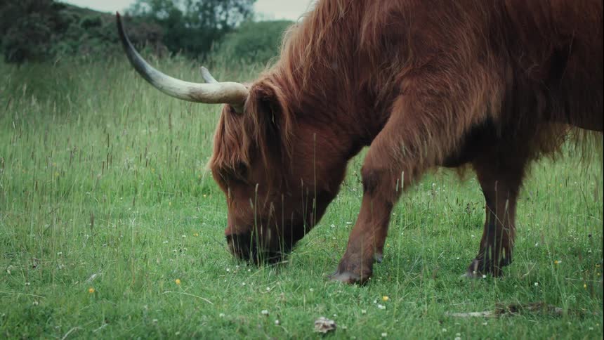 A slow-motion close-up shot of a majestic Highland cow grazing peacefully in a lush green meadow