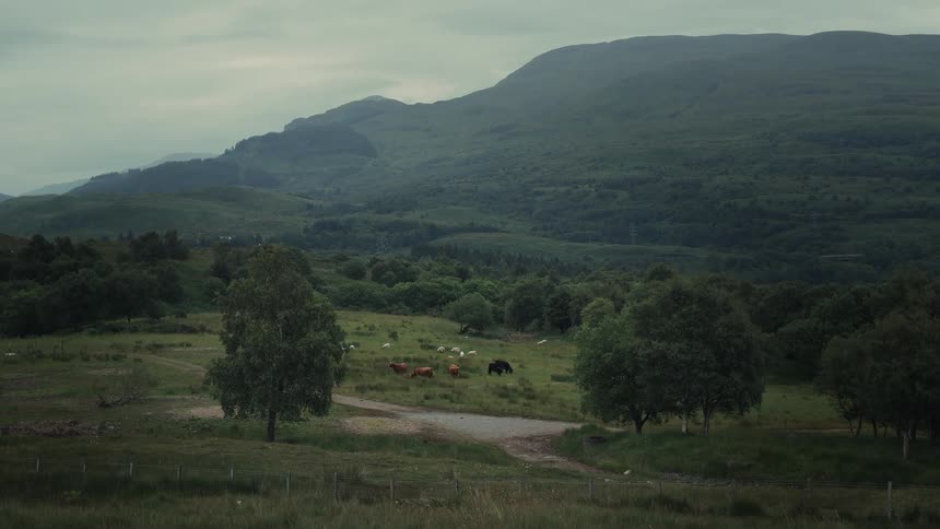 A scenic wide shot of cows and sheep grazing peacefully in a lush green valley in the Scottish Highlands on an overcast day
