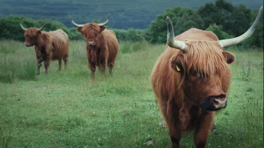 Three majestic Highland cattle with long shaggy hair and horns stand together in a lush green pasture