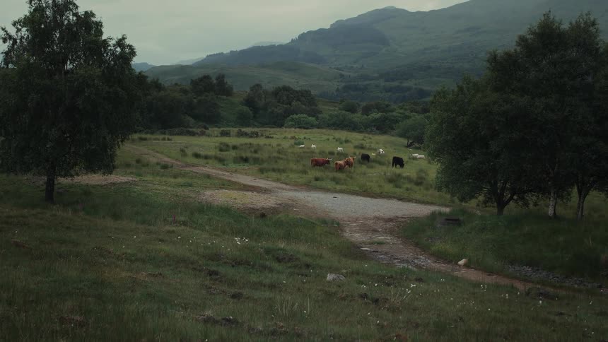 Cows and sheep graze peacefully in a lush, green valley in the Scottish Highlands on an overcast day