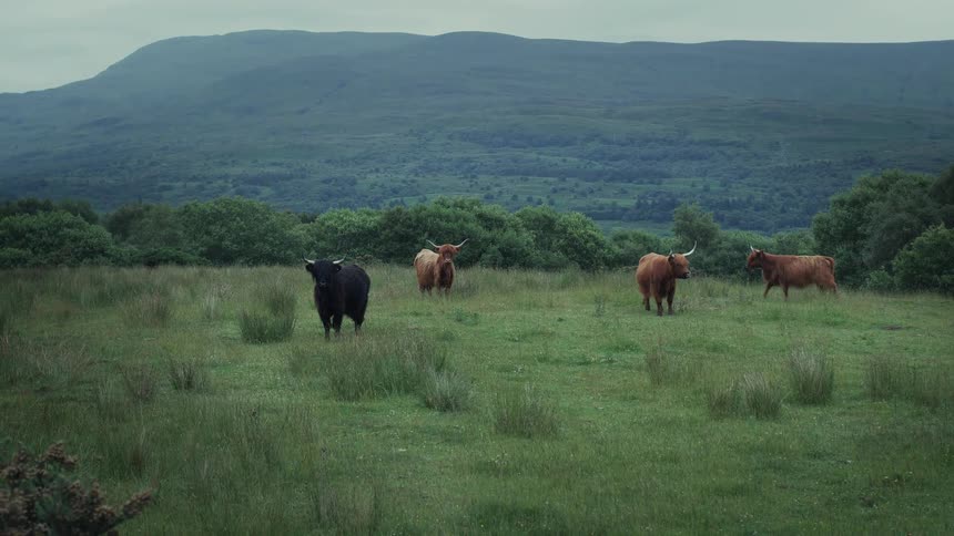 A herd of brown and black Highland cattle walk and stand in a lush green meadow in the Scottish Highlands