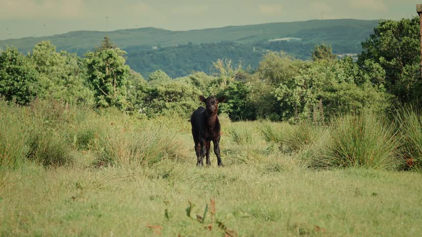 A curious young black calf stands alone in a vibrant green field with rolling hills in the background