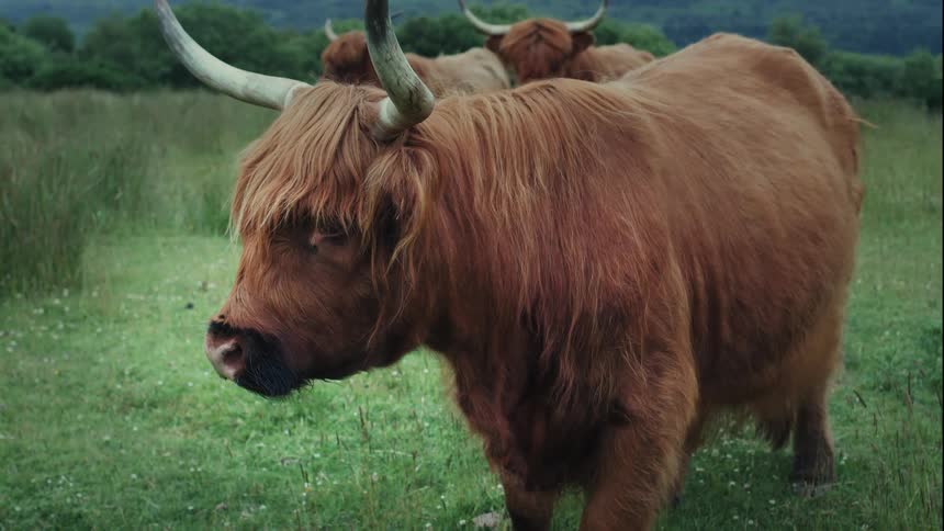 A shaggy brown Highland cow with large horns stands in a lush green pasture and looks around