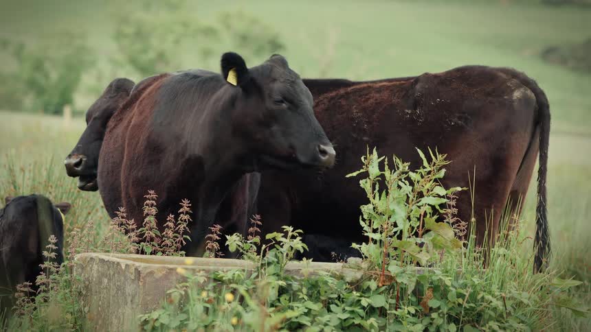 Black Angus cows relax and chew their cud in a grassy pasture next to a water trough