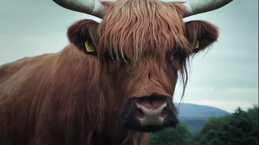 A majestic brown Highland cow with long shaggy hair stares directly at the camera in a lush green pasture in the Scottish countryside