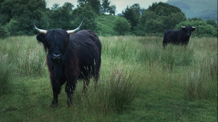 Two majestic black Highland cows with shaggy coats and prominent horns stand in a lush, green pasture