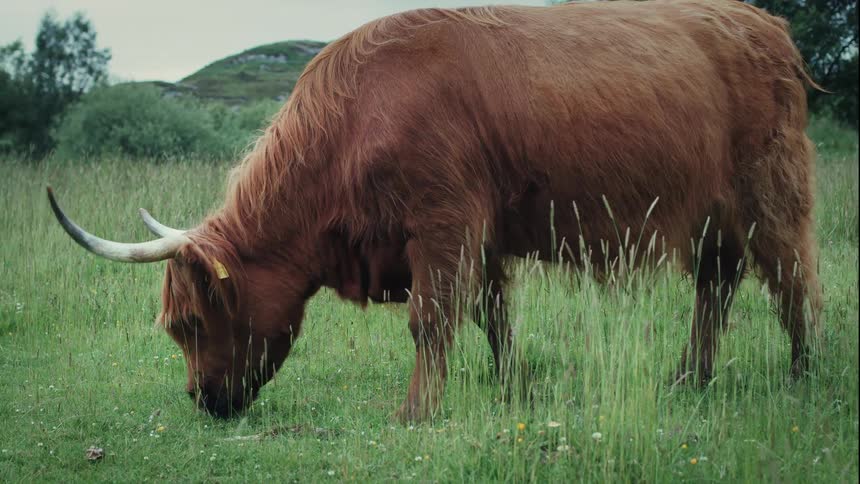 A shaggy brown Highland Cow with large horns peacefully grazes in a lush green meadow in the Scottish Highlands