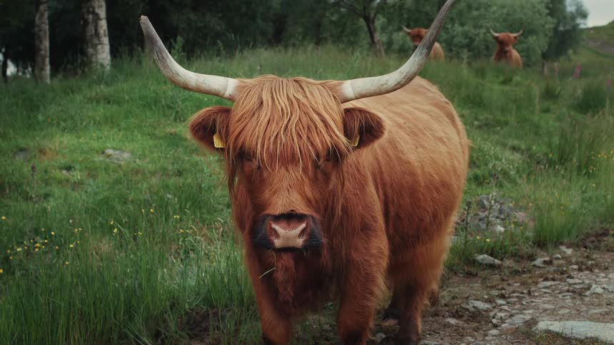 A majestic Scottish Highland cow with long horns looks into the camera while chewing grass in a lush green field