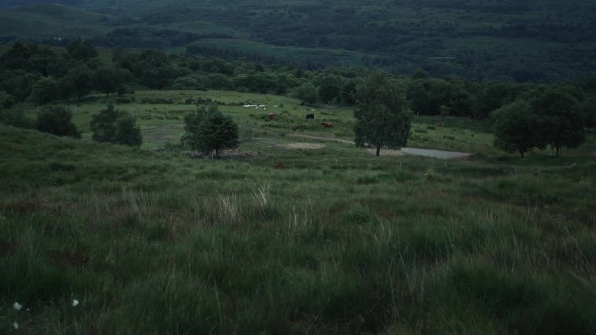 A serene view of a lush green pasture with cows grazing among trees on a moody, overcast evening in the countryside