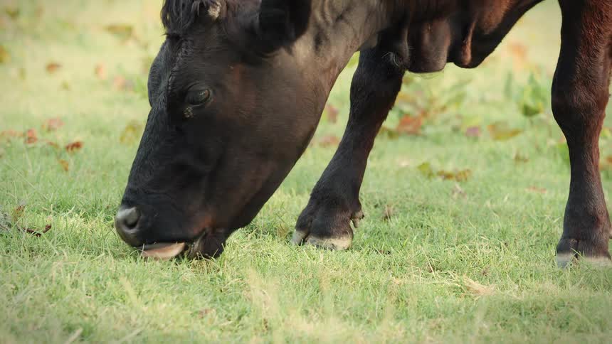 A close-up slow-motion shot of a black cow peacefully grazing in a lush green field