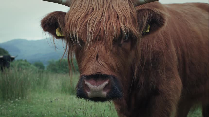A majestic brown Highland cow grazes in a lush green meadow before lifting its head to stare directly at the camera